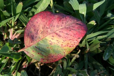 Color Leaf.jpg