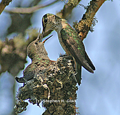 Broad-tailed Hummingbird