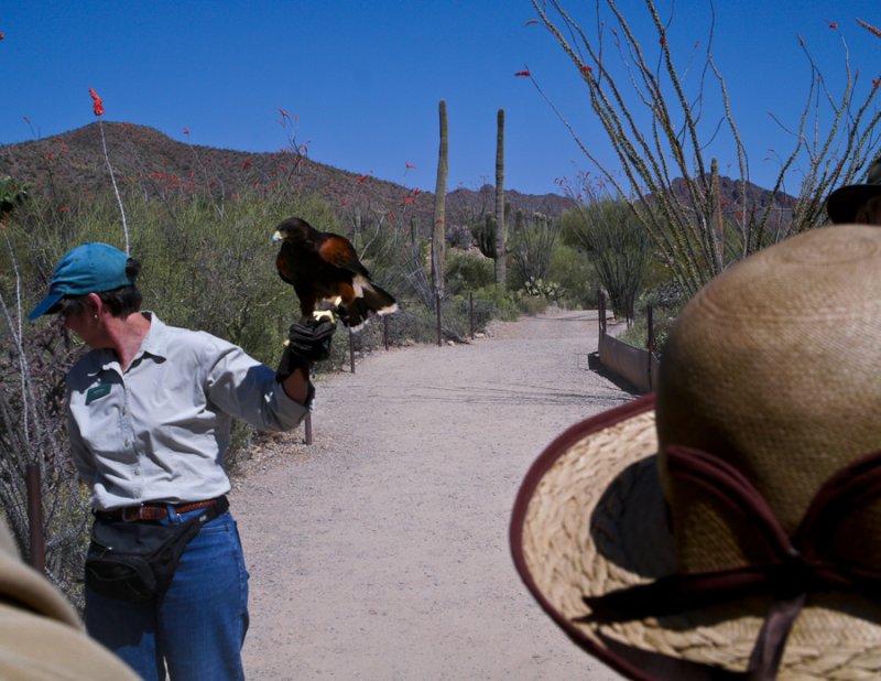 fear of birds