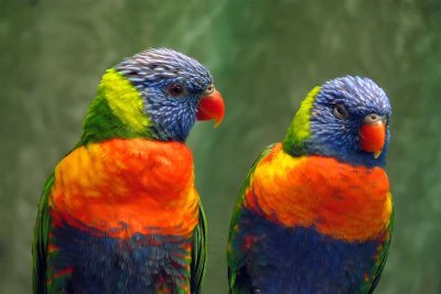 colourful couple