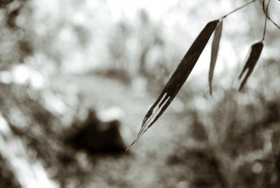 g3/10/732610/3/122689921.ckxAs3SZ.jpg