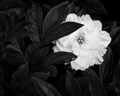 3rd Black and white by David Schmidt