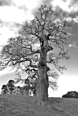 Old Oak Tree