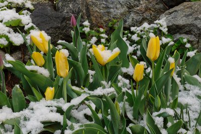 May Day Tulip Snow