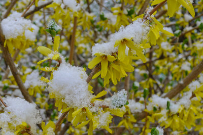 May Day Forsythia Snow