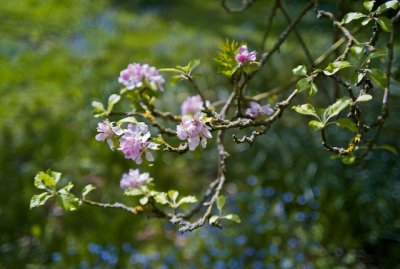 Apple Blossom