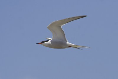 Common Tern