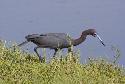 Little Blue Heron