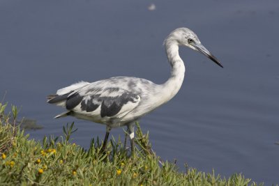 Little Blue Heron