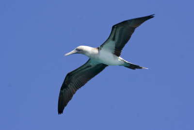 Blue-footed Booby-5702.jpg