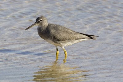 Wandering Tattler-5794.jpg