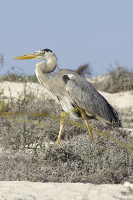 Great Blue Heron-5902.jpg