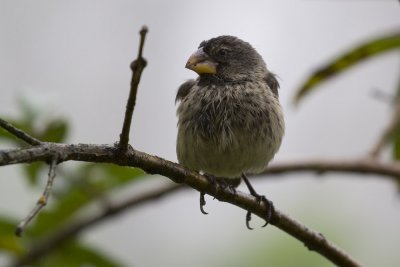 Vegetarian Finch-5976.jpg