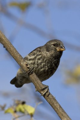 Medium Ground Finch-7645.jpg