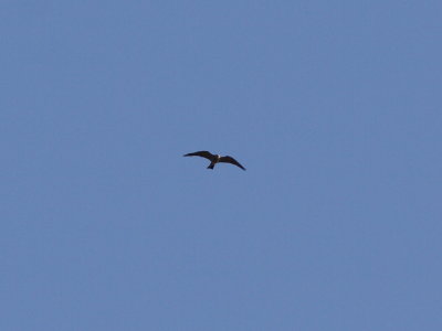 Mississippi Kite