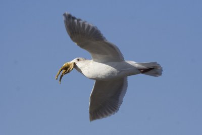 Glaucous-winged Gull