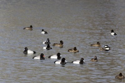 Lesser Scaup