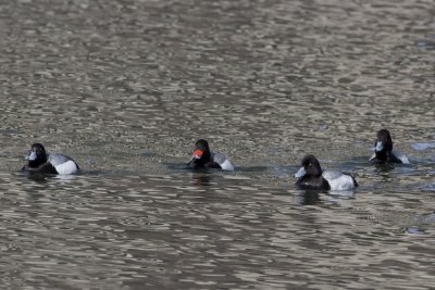 Lesser Scaup