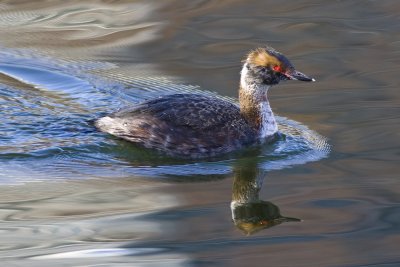 Horned Grebe