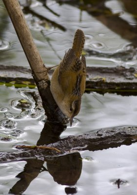 Marsh Wren