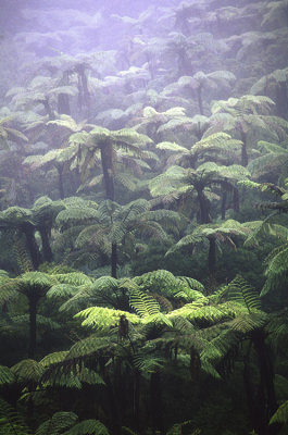 Tree ferns in the rain, Westland, New Zealand