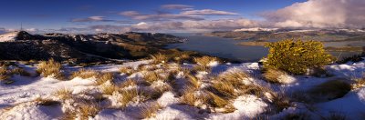Tussocks in the snow, Port Hills, Canterbury, New Zealand