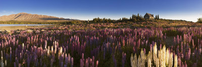 The Church and some Lupins, Lake Tekapo, Canterbury, New Zealand