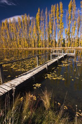 Autumn Poplars near Cromwell, Otago, New Zealand