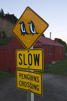 Penguins Crossing, Oamaru, Otago, New Zealand