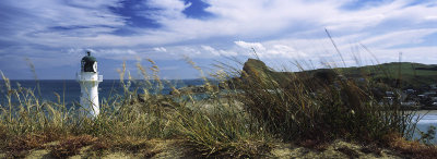 Windblown grasses, Castlepoint, Wairapapa, New Zealand