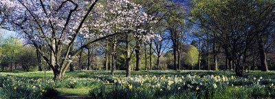 Springtime, Hagley Park, Christchurch, New Zealand