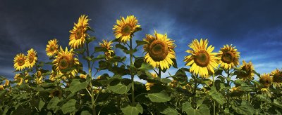 Some sunflowers, Oamaru, New Zealand
