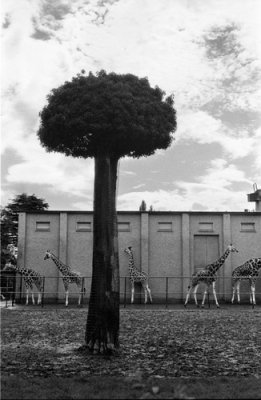 Phoenix Park Zoo Dublin Ireland 1996