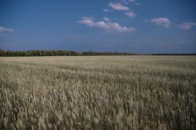 Eclipsed wheat field