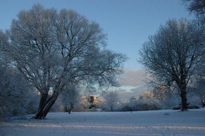 Winter morning I
