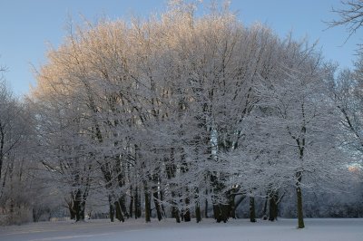 Winter morning II