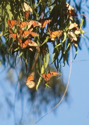 monarch_butterfly