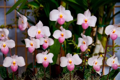 Orchids