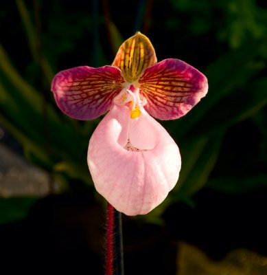 Orchid