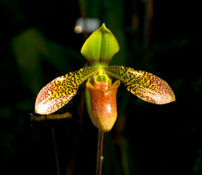 Orchid