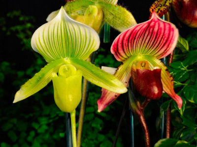 Twin-Orchids