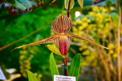 Orchid