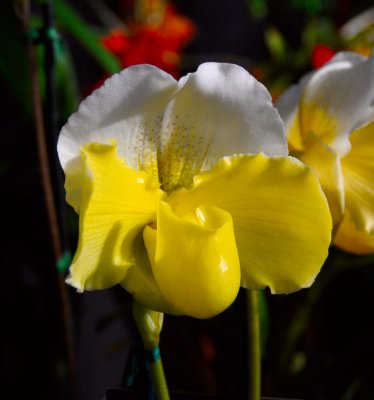 Yellow-Orchids_