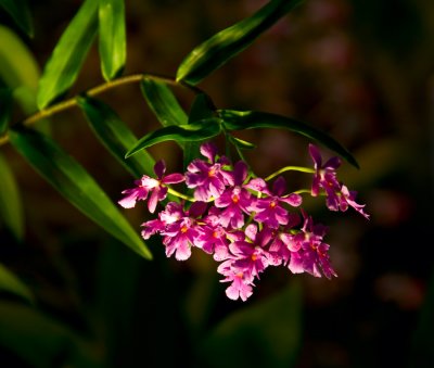 Orchid