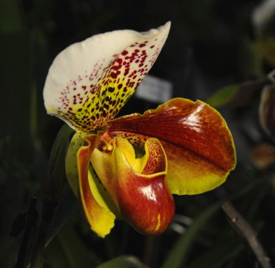Orchids