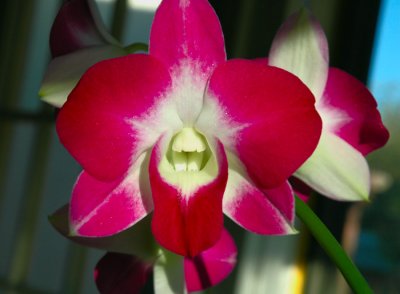 Orchid
