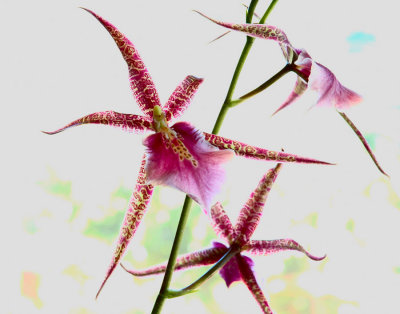 Orchid