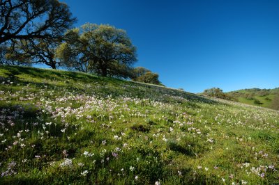 Spring flowers DSC_0046.jpg