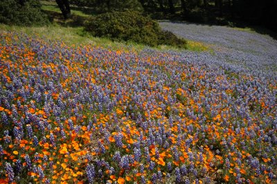 spring flowers figueroa Mt3DSC_0524.jpg