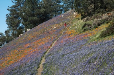 Figueroa PoppiesDSC_0384.jpg